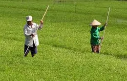 Quảng Nam tìm giải pháp cứu hơn 10.000ha lúa Đông Xuân