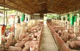 Giá lợn hơi tăng thúc đẩy việc tái đàn 