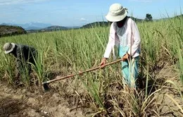 Phú Yên: Hơn 5.500 ha cây trồng bị khô hạn nặng