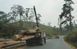 Xe quá tải ngang nhiên hoạt động tại Quảng Trị 