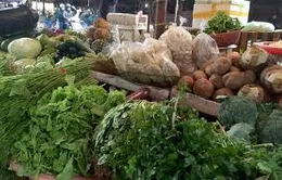 Cuối vụ, rau xanh đội giá gấp 4 lần