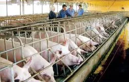 Ngành chăn nuôi gia súc khó thu hút đầu tư