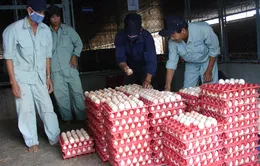 TP.HCM: Bắt đầu thu mua tạm trữ sản phẩm gia cầm