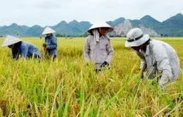 Sẽ trồng lúa theo đặt hàng của doanh nghiệp 