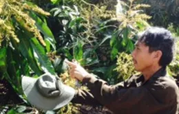 Khánh Hòa: Sâu bệnh gây thiệt hại nặng hàng nghìn ha xoài 