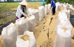 Đồng Tháp: Nông dân tham gia cánh đồng liên kết khó bán lúa