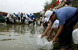 Thả cá tái tạo nguồn lợi thủy sản trên sông Hương