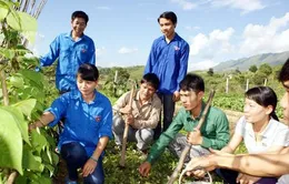 Hỗ trợ trí thức trẻ tình nguyện về nông thôn, miền núi