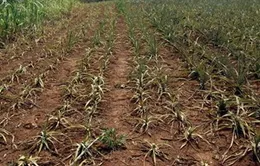 Nắng hạn gây thiệt hại cho Đăk Lăk trên 93 tỷ đồng 