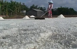 Bến Tre: Mưa trái mùa gây thiệt hại cho diêm dân