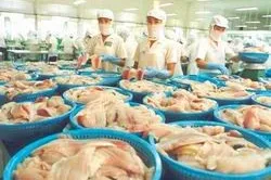 Phát triển sản phẩm cá da trơn Việt Nam chất lượng cao