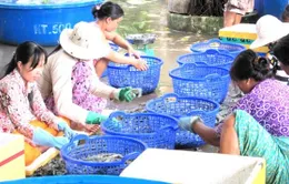 ĐBSCL: Giá tôm nguyên liệu giảm nhanh