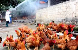 Cà Mau chi 9 tỷ đồng phòng, chống dịch cúm gia cầm 