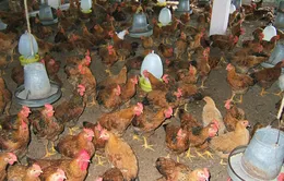 Dập tắt dịch cúm gia cầm H5N1 trên cả nước