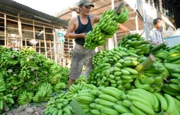 Bất thường việc thu gom chuối ồ ạt xuất sang Trung Quốc