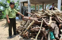 Thương lái Trung Quốc ồ ạt thu gom trắc dây không rõ mục đích