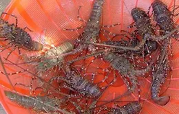 Phú Yên: Mất 30 tỉ đồng trong 10 ngày vì tôm hùm chết hàng loạt