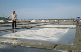 Diêm dân Quảng Ngãi cần vốn cho mô hình muối phủ bạt