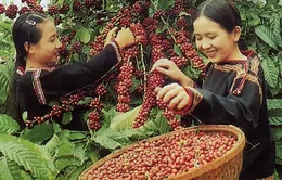 Việt Nam sẽ xuất khẩu khoảng 1,5 triệu tấn cà phê năm 2014