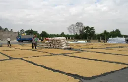 Nông dân miền Trung được mùa lúa vụ Đông Xuân 