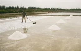 TP.HCM xin được xây kho dự trữ muối quốc gia