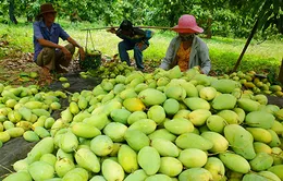 ĐBSCL: Trái cây rớt giá mạnh