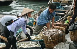 Sản lượng khai thác thủy sản tại Bạc Liêu đạt trên 73.000 tấn 