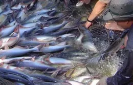Cá tra trở thành ngành hàng có điều kiện 