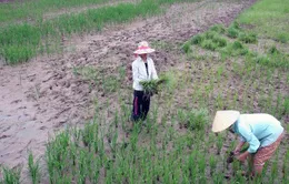 Gần 20.000ha đất sản xuất lúa tại Cà Mau bị nhiễm mặn