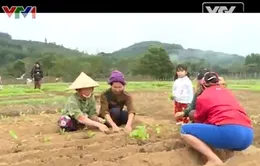 Nghị quyết 30a chính phủ góp phần làm khởi sắc huyện vùng cao Tương Dương