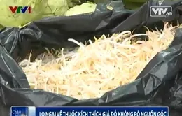 Tràn lan thuốc kích thích giá đỗ không rõ nguồn gốc trên thị trường