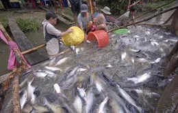 Giá cá tra ở ĐBSCL giảm mạnh