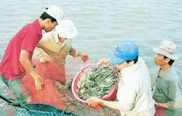 Khó khăn về nguồn vốn nuôi tôm