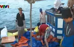 Nhộn nhịp vụ cá Nam trên Biển Đông