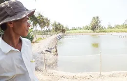 Sóc Trăng ngưng cung cấp điện nuôi tôm do quá tải