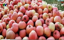 Yêu cầu Trung Quốc trả lời gần 300 tấn hoa quả nhiễm độc tuồn sang Việt Nam