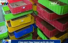 Cảnh báo tình trạng nuôi sâu gạo