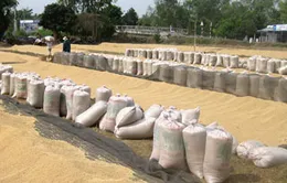 ĐBSCL: Lúa Hè Thu tiêu thụ chậm, giá giảm