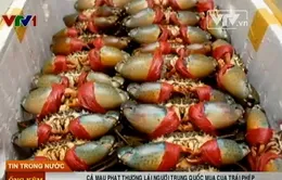 Cà Mau phạt thương lái người Trung Quốc mua cua trái phép 