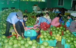 Thiếu liên kết trong tiêu thụ trái cây ĐBSCL