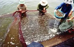 Cấm nuôi tôm chân trắng trong vùng nước ngọt 
