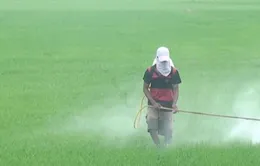 ĐBSCL: Hàng chục nghìn ha lúa Hè Thu chết do dịch hại tấn công