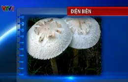 7 người suýt mất mạng vì ăn nấm ô tán trắng phiến xanh