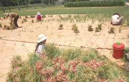 Quảng Ngãi: Hành trái vụ Lý Sơn mất giá 