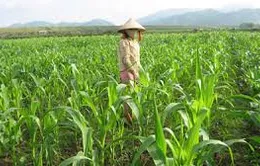 ĐBSCL: Chuyển đổi nhiều diện tích đất lúa sang trồng màu