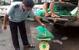 Quảng Ninh bắt giữ 231kg tê tê trái phép 