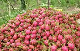 ĐBSCL: Nhiều mặt hàng trái cây giảm giá mạnh
