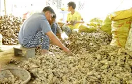 Gừng tươi tăng giá gấp hai lần