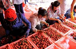 Vải thiều xuất khẩu qua cửa khẩu Lào Cai thuận lợi