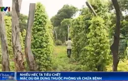 Lạ lùng hàng loạt vườn tiêu bị chết dù đã được trị bệnh